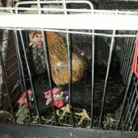 شونه ای ۲۷۰دونه۹ باپیک رایگان عکس وفیلم ملاحظه شود|خوردنی و آشامیدنی|قم, شاه ابراهیم|دیوار