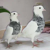 کفتر طوقی الماسی|پرنده|اندیشه, شهرک کوثر|دیوار