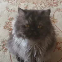 گربه پرشین خاکستری|گربه|کرمان, |دیوار