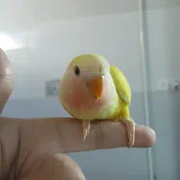 فروش جوجه  کوتوله