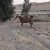 اسب دم گیر|اسب و تجهیزات اسب‌سواری|بهبهان, |دیوار