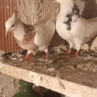 کبوتر|پرنده|ماهدشت, |دیوار