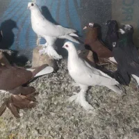 کبوتر|پرنده|تبریز, |دیوار