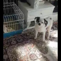 سگ خانگی شیتزو پامر