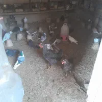 کفتر|حیوانات مزرعه|اصفهان, محمودآباد|دیوار