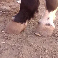 نعل زنی اسب و سم چینی و درمان عفونت سم