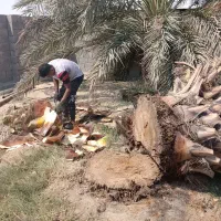 خدمات نخل بری زارعی|خدمات باغبانی و درختکاری|بهبهان, |دیوار