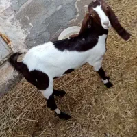 بزپلنگی پاکستانی بادوتاکره