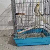 عروس هلندی نر|پرنده|محمدشهر, ولدآباد|دیوار