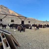 دام گوسفند بره میش بز بزغاله|حیوانات مزرعه|مهدی شهر, |دیوار