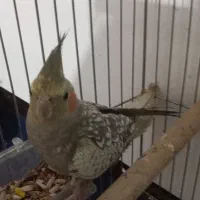 عروس هلندی|پرنده|شوش, |دیوار