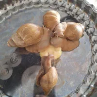 حلزون آچاتنا، آلبینو مولد بزرگ|خزنده|کرمانشاه, |دیوار