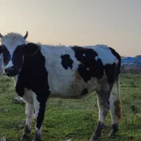 تلیسه|حیوانات مزرعه|سلمانشهر, |دیوار