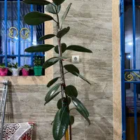 گل فیکوس|گل و گیاه طبیعی|رشت, حومه رشت|دیوار