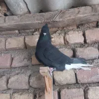 جوجه