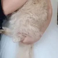 گربه  9ماهه خانگی نر