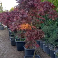 درخت افرا قرمز ژاپنی ،افرا سلطنتی