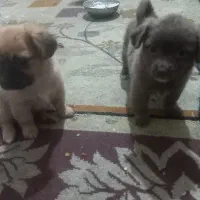 واگذاری  سگ  پاپی  توله