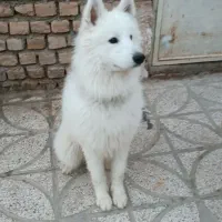سگ سامویید