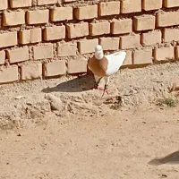 طوقی|پرنده|بهبهان, |دیوار