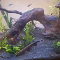 ماهی بلک گوست