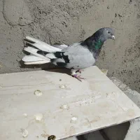 سلام کبوتر پر