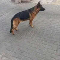 واگزاری دوعدد ژرمن ماده|سگ|سبزوار, شرق کال عیدگاه|دیوار