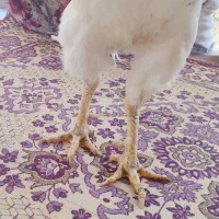 خروس لاری اصیل