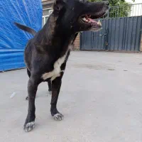 سگ افغان معاوضه با کبوتر یا عروس یا قناری و...|سگ|پاکدشت, پاکدشت (مامازند)|دیوار