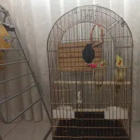 عروس هلندی|پرنده|قدس, شهرقدس|دیوار