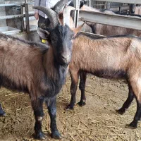 نر بز الپاین