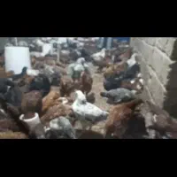 نیمچه مرغ|حیوانات مزرعه|سروآباد, |دیوار