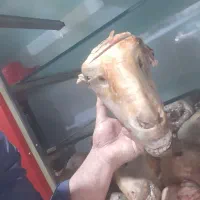 کله پاچه|خوردنی و آشامیدنی|نسیمشهر, |دیوار