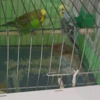 جفت مرغ عشق