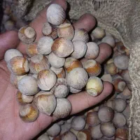 فندوق ایرانی|خوردنی و آشامیدنی|شیراز, سعدیه جنوبی|دیوار