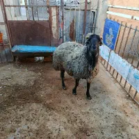 خریدار چهار راس میشه بره دار در فراهان