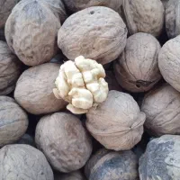 گردو پر چرب تویسرکان