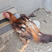 خروس لاری کشیده وتک دنگ بالا ۷ماهه
