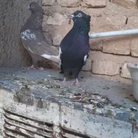 ۵ تا کفتر بهبهانی نر‌ هوایی باهم ۵۰۰