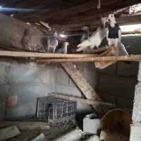 کفتر|پرنده|بمپور, |دیوار