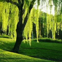 فروش خط موبایل