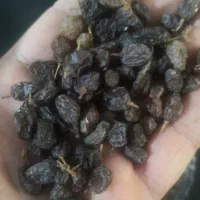 کشمش پلویی|خوردنی و آشامیدنی|ساوه, |دیوار