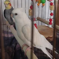 عروس هلندی آلبینو و طوسی هر دو نر و سخنگو