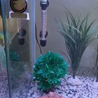 آکواریوم شرکتی شیشه خم دردار درحدنو با کلی وسیله .|ماهی|قزوین, |دیوار