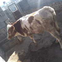 گوساله سیمنتال، نر