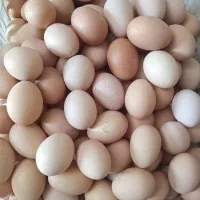 تخم مرغ محلی اصل گلپایگانی|خوردنی و آشامیدنی|شیراز, بازار|دیوار