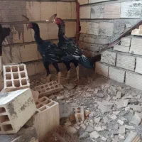 مرغ و جوجه دشتیاری