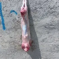 گوشت بره درجه یک