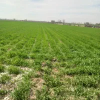 زمین-کشاورزی-فیروزآباد-شهرری