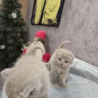 گربه اسکاتیش و بریتیش لیلاک